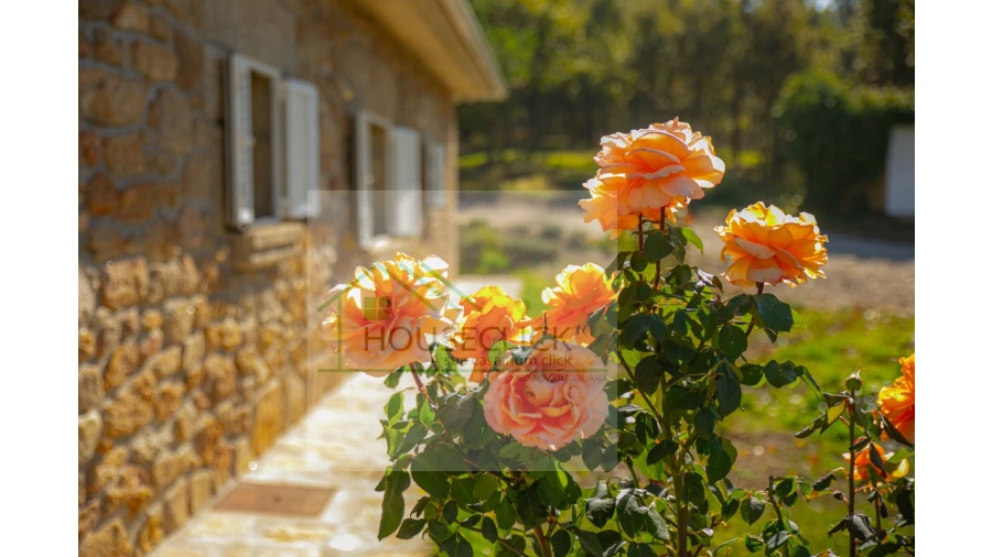 Quinta T5 para Venda em Sabugal e Aldeia de Santo António Foto 5