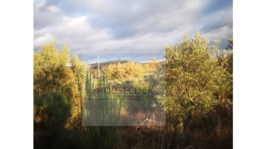 Terreno para Venda em Santo Estêvão e Moita Foto 11