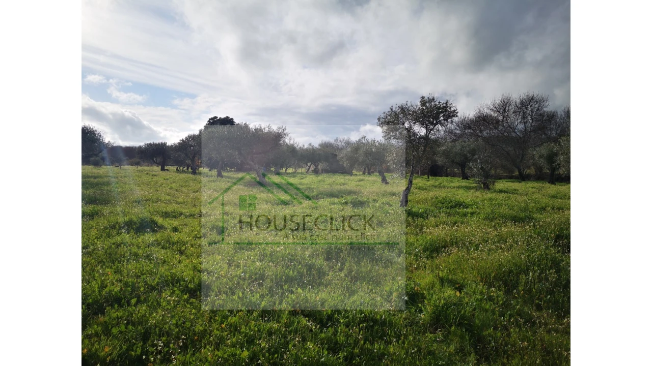 Terreno Agricola ou Rústico para Venda em Vale da Senhora da Povoa Foto 6