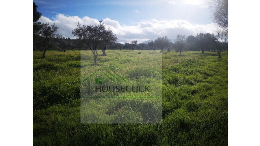 Terreno Agricola ou Rústico para Venda em Vale da Senhora da Povoa Foto 3