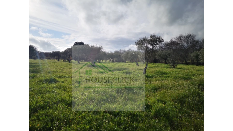 Terreno Agricola ou Rústico para Venda em Vale da Senhora da Povoa Foto 6