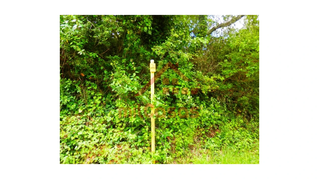 Terreno Agricola ou Rústico para Venda em Igreja Nova e Cheleiros Foto 6