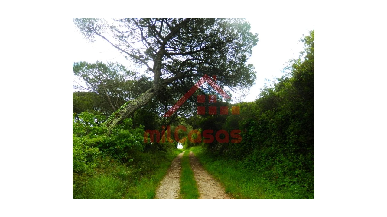 Terreno Agricola ou Rústico para Venda em Igreja Nova e Cheleiros Foto 1