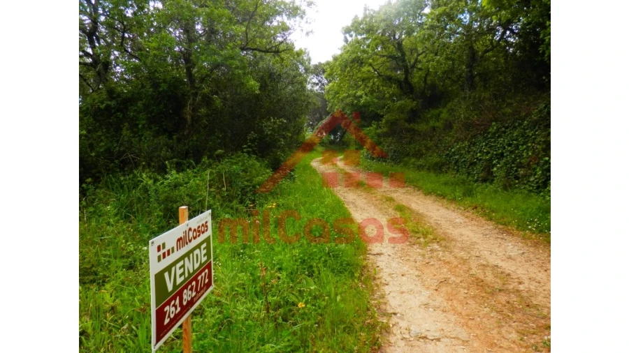 Terreno Agricola ou Rústico para Venda em Igreja Nova e Cheleiros Foto 7