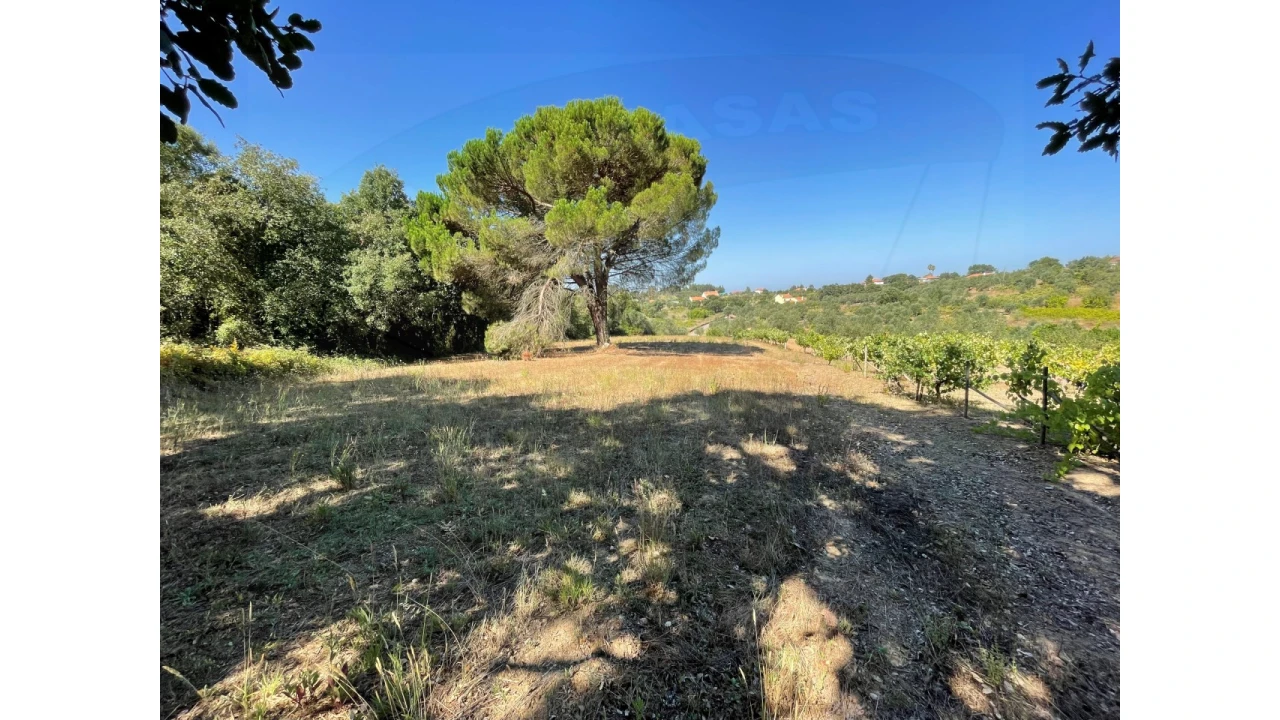 Terreno Agricola ou Rústico para Venda em Casais e Alviobeira Foto 3
