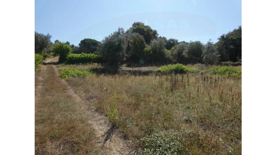 Terreno Agricola ou Rústico para Venda em Casais e Alviobeira Foto 5