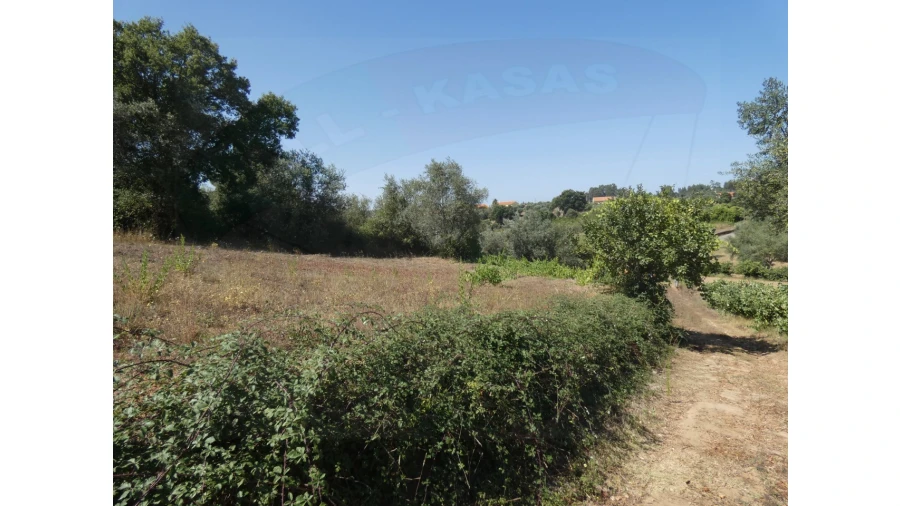 Terreno Agricola ou Rústico para Venda em Casais e Alviobeira Foto 8