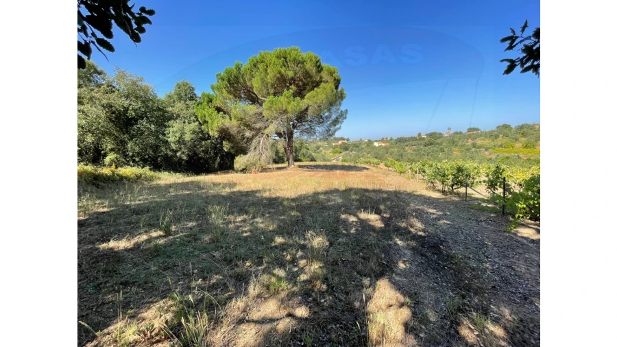Terreno Agricola ou Rústico para Venda em Casais e Alviobeira Foto 3