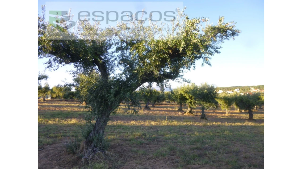 Terreno Agricola ou Rústico para Venda em Freixial e Juncal do Campo Foto 5