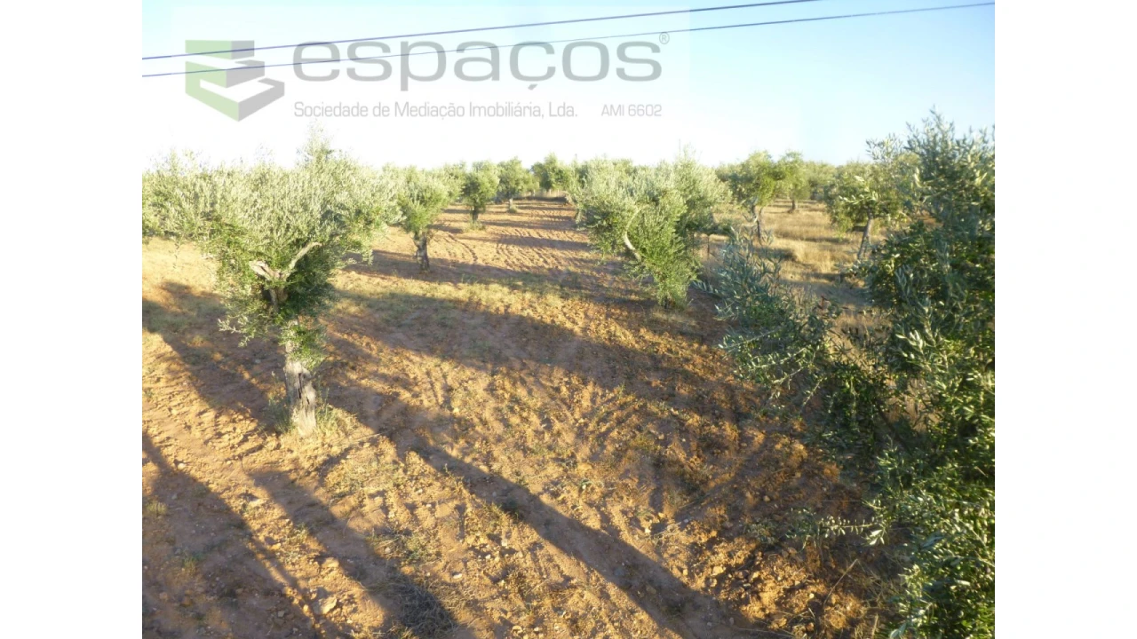 Terreno Agricola ou Rústico para Venda em Freixial e Juncal do Campo Foto 7