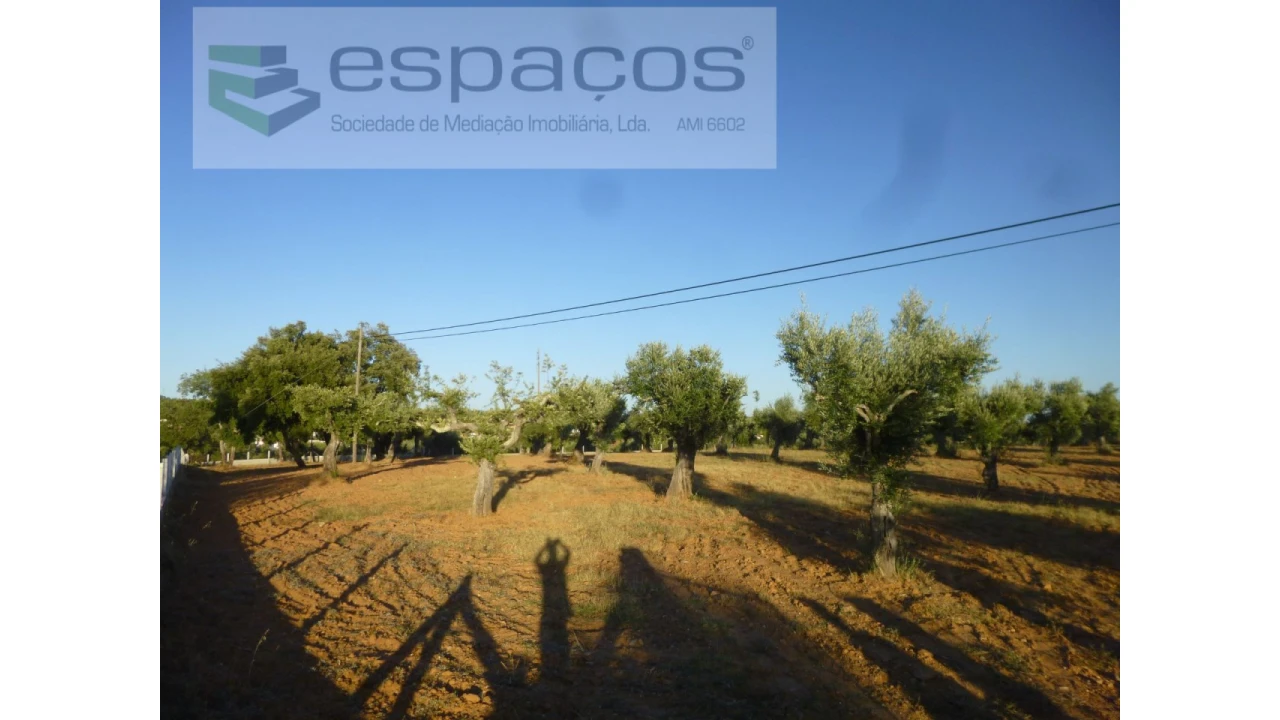 Terreno Agricola ou Rústico para Venda em Freixial e Juncal do Campo Foto 8