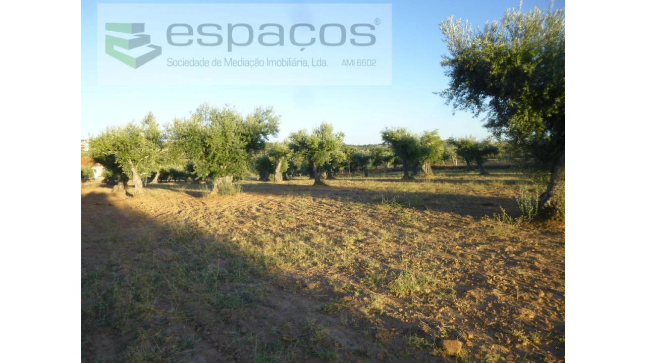 Terreno Agricola ou Rústico para Venda em Freixial e Juncal do Campo Foto 10
