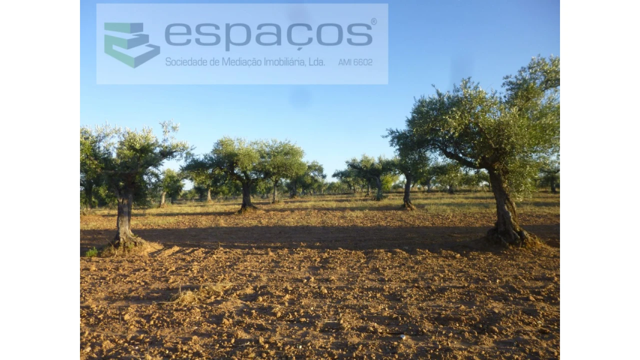 Terreno Agricola ou Rústico para Venda em Freixial e Juncal do Campo Foto 2