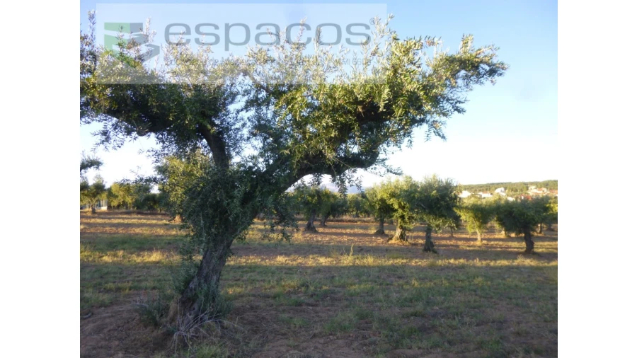 Terreno Agricola ou Rústico para Venda em Freixial e Juncal do Campo Foto 5
