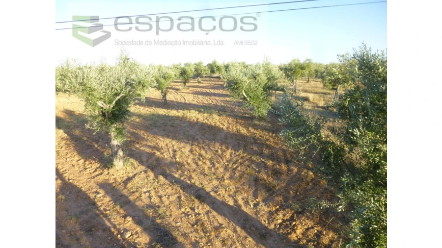 Terreno Agricola ou Rústico para Venda em Freixial e Juncal do Campo Foto 7