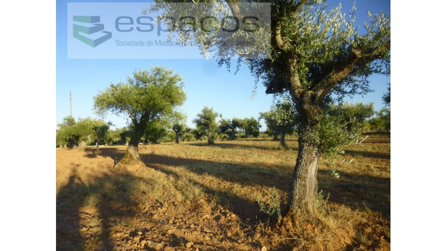 Terreno Agricola ou Rústico para Venda em Freixial e Juncal do Campo Foto 9
