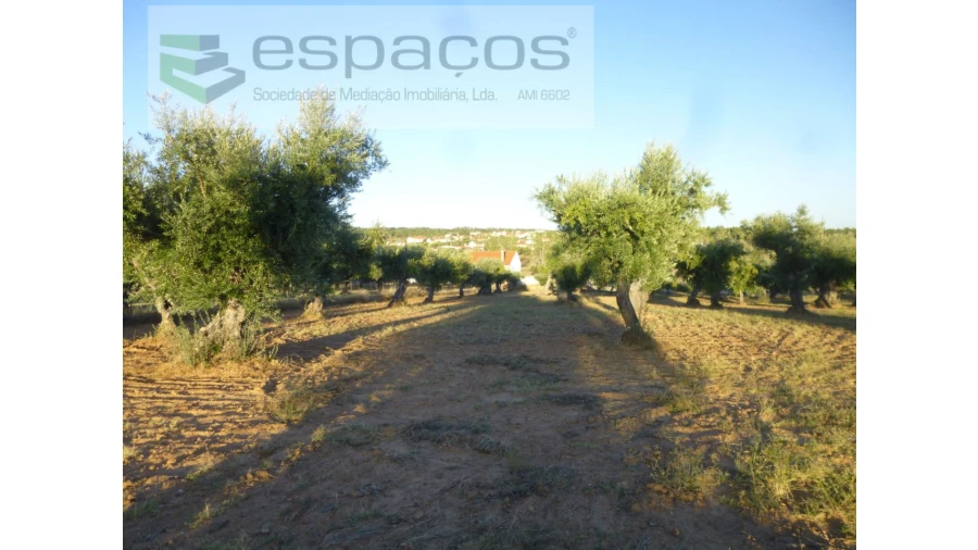 Terreno Agricola ou Rústico para Venda em Freixial e Juncal do Campo Foto 1