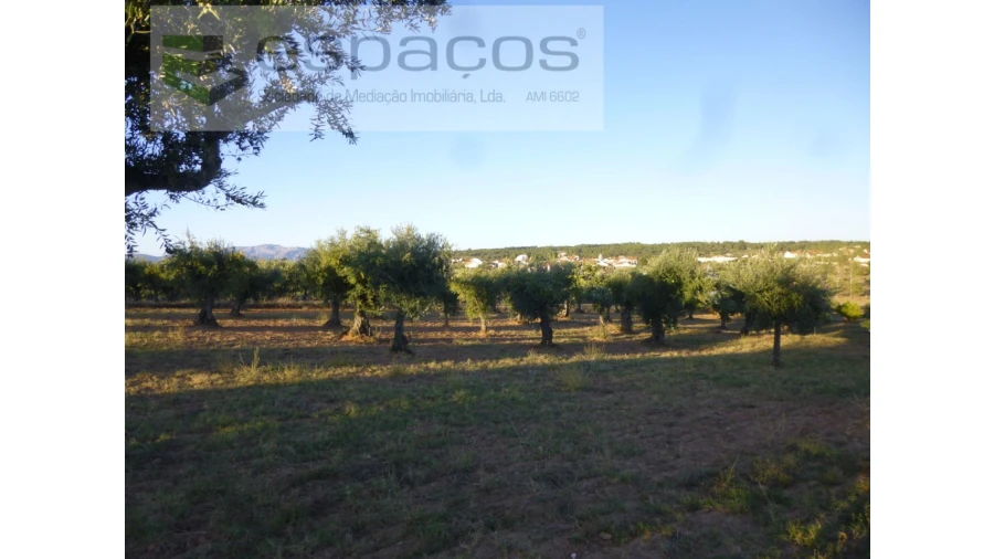 Terreno Agricola ou Rústico para Venda em Freixial e Juncal do Campo Foto 11