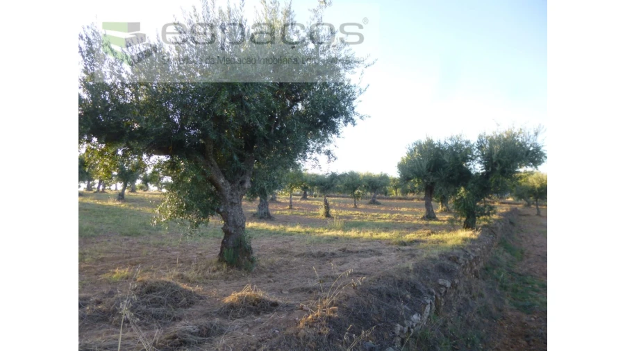 Terreno Agricola ou Rústico para Venda em Freixial e Juncal do Campo Foto 13