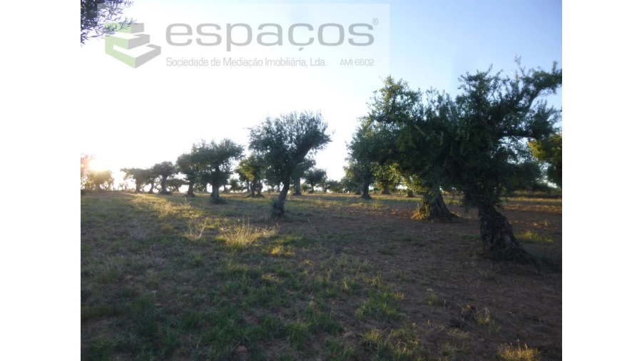 Terreno Agricola ou Rústico para Venda em Freixial e Juncal do Campo Foto 14