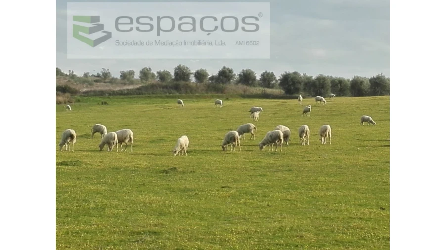 Quinta para Venda em Ladoeiro