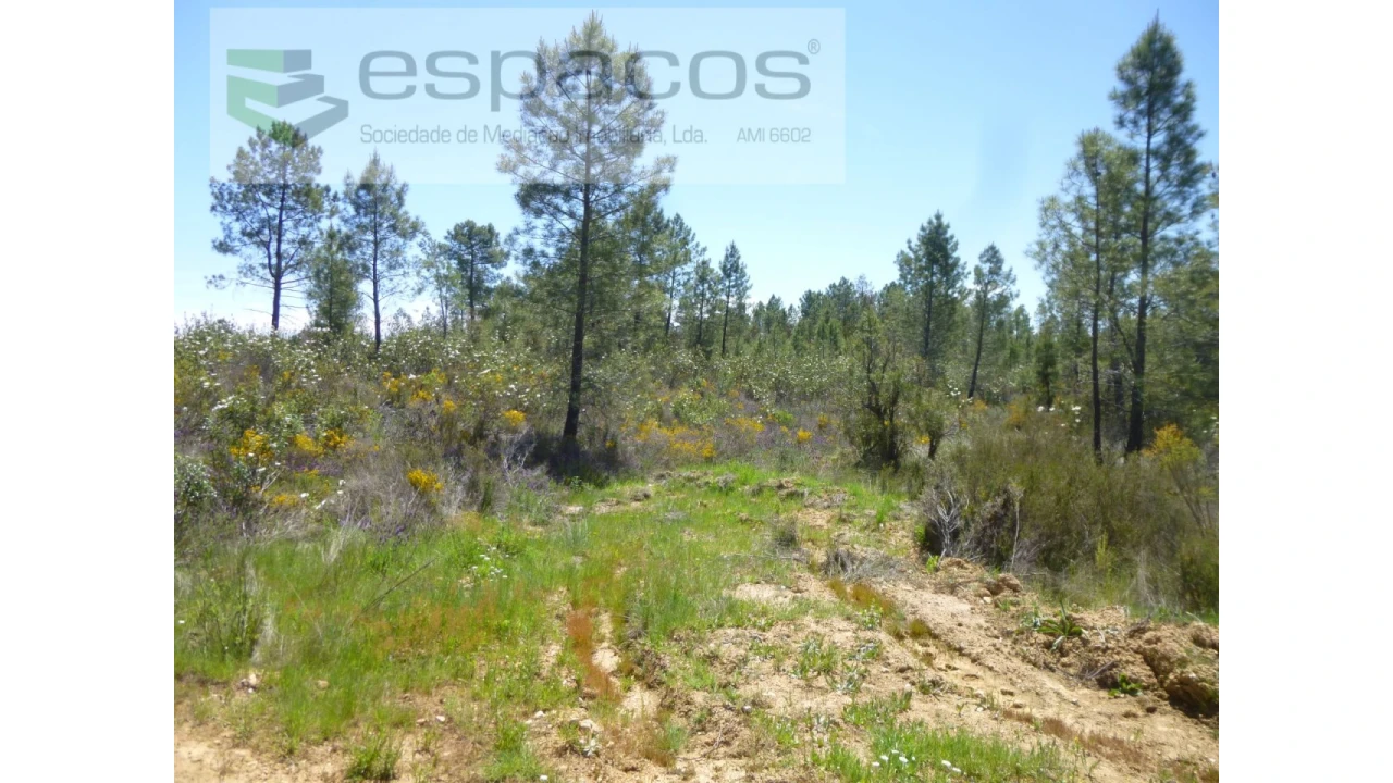 Terreno Agricola ou Rústico para Venda em Sarzedas Foto 10
