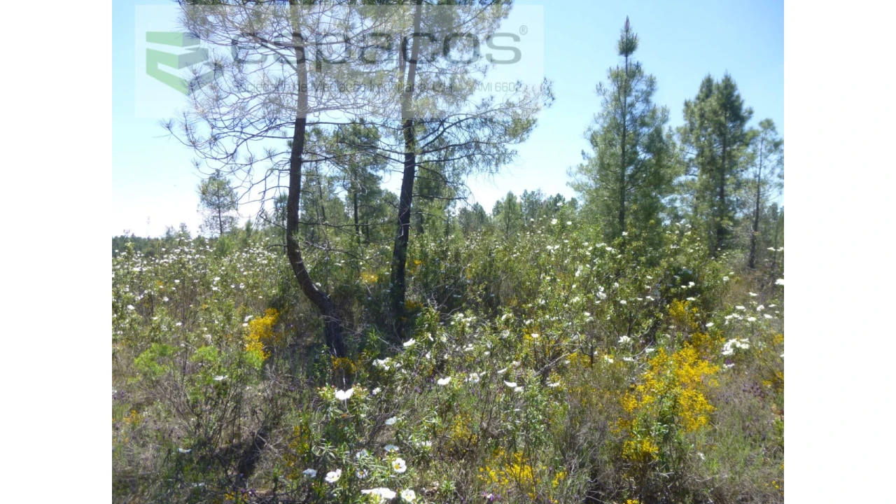 Terreno Agricola ou Rústico para Venda em Sarzedas Foto 11