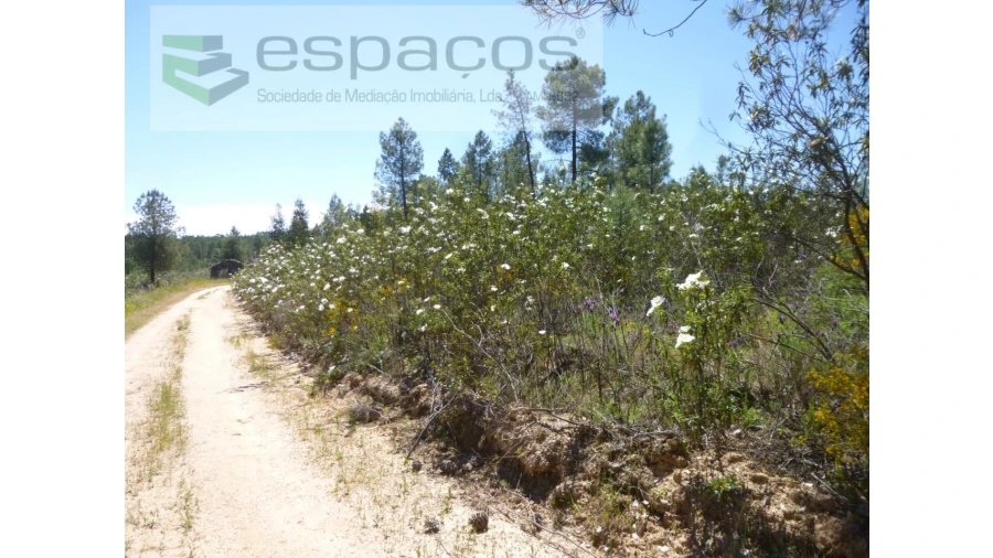 Terreno Agricola ou Rústico para Venda em Sarzedas Foto 9