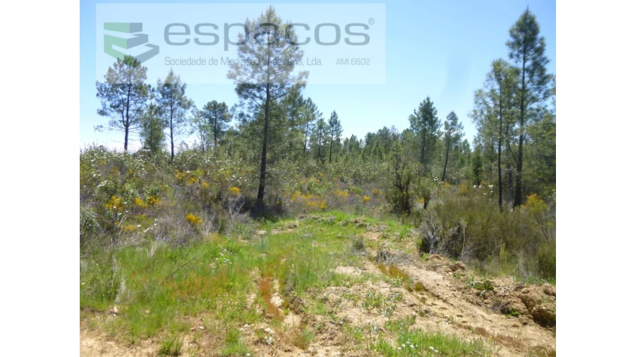 Terreno Agricola ou Rústico para Venda em Sarzedas Foto 10