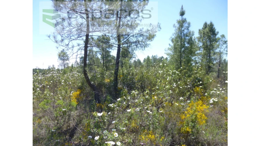Terreno Agricola ou Rústico para Venda em Sarzedas Foto 11