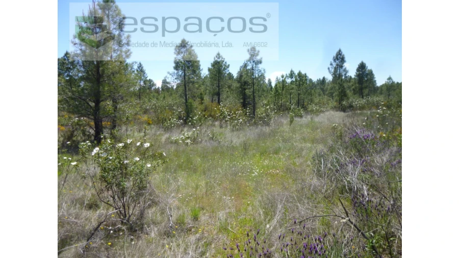 Terreno Agricola ou Rústico para Venda em Sarzedas Foto 12