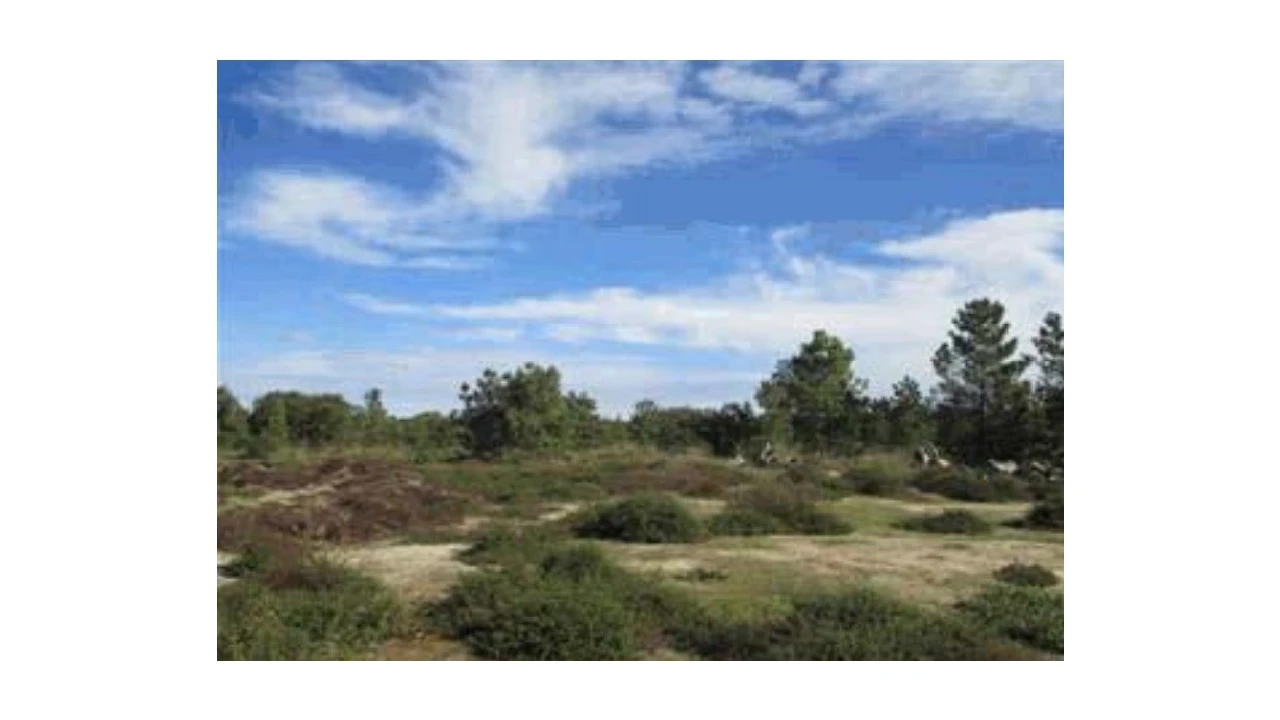Terreno Agricola ou Rústico para Venda em Alhos Vedros Foto 3