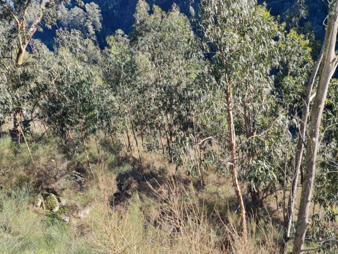 Terreno para Venda em Rio de Moinhos Foto 41