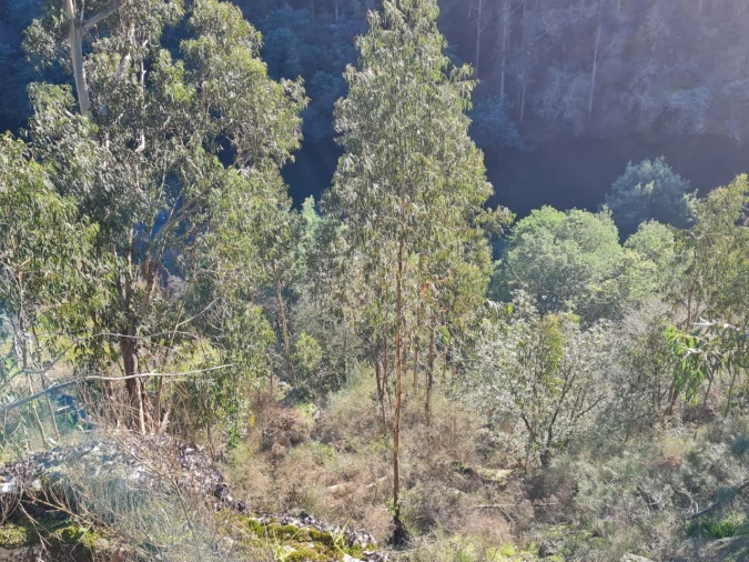 Terreno para Venda em Rio de Moinhos Foto 45