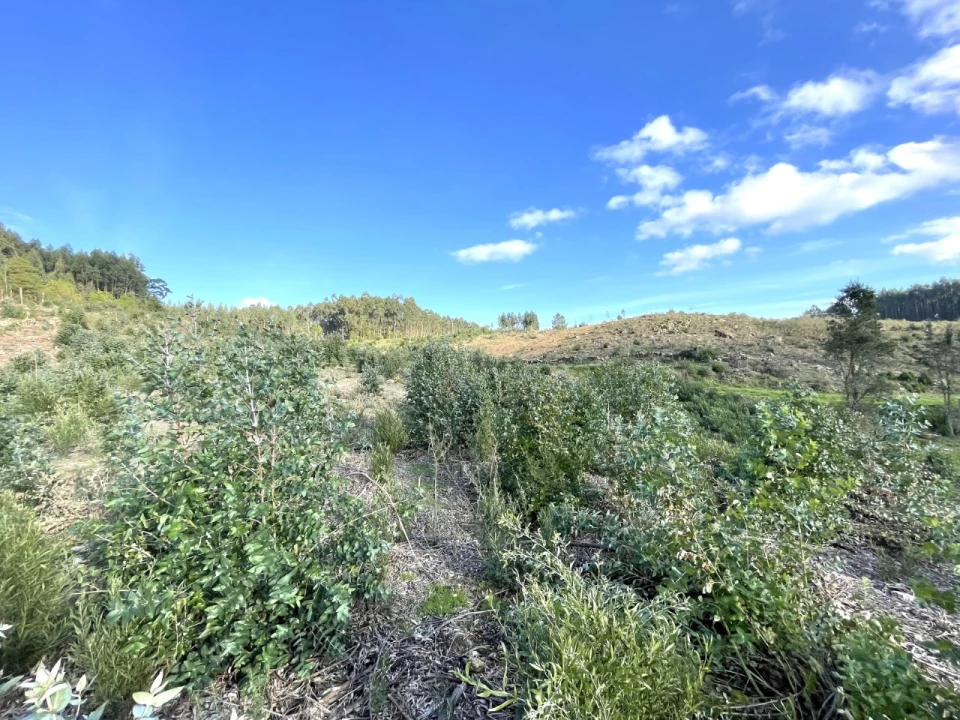 Terreno para Venda em Termas de São Vicente Foto 9