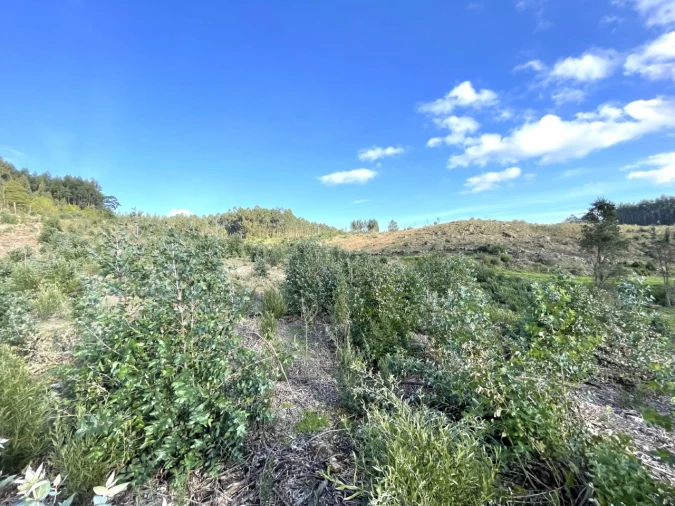 Terreno para Venda em Termas de São Vicente Foto 9
