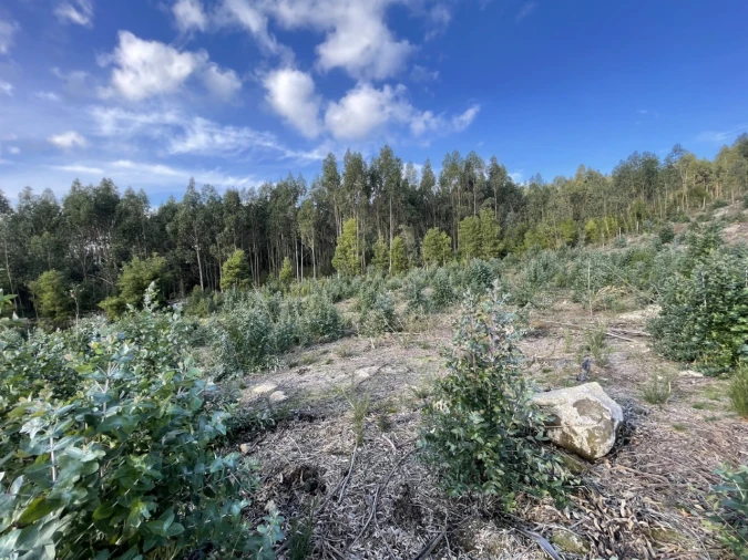 Terreno para Venda em Termas de São Vicente Foto 11