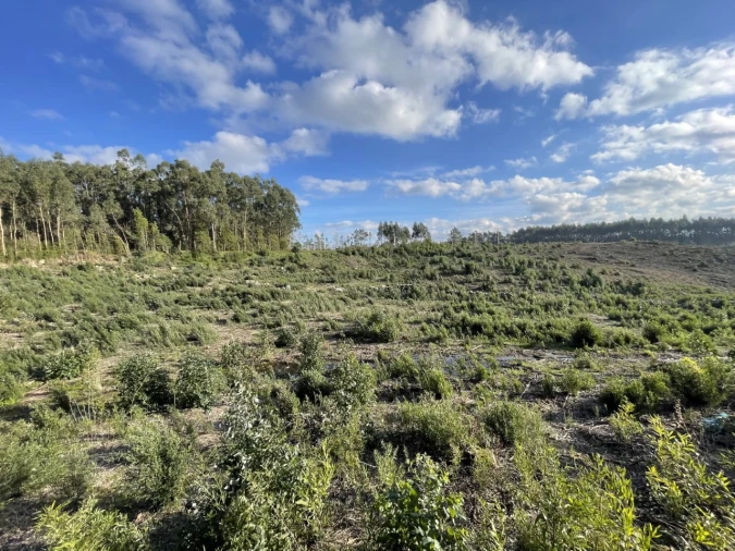 Terreno para Venda em Termas de São Vicente Foto 12