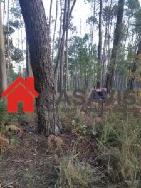 Terreno para Venda em Campo