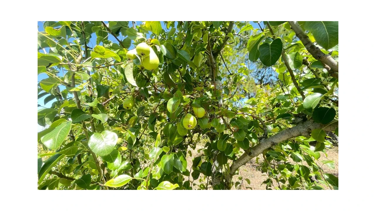 Terreno para Venda em Santa Maria, São Pedro e Sobral da Lagoa Foto 11