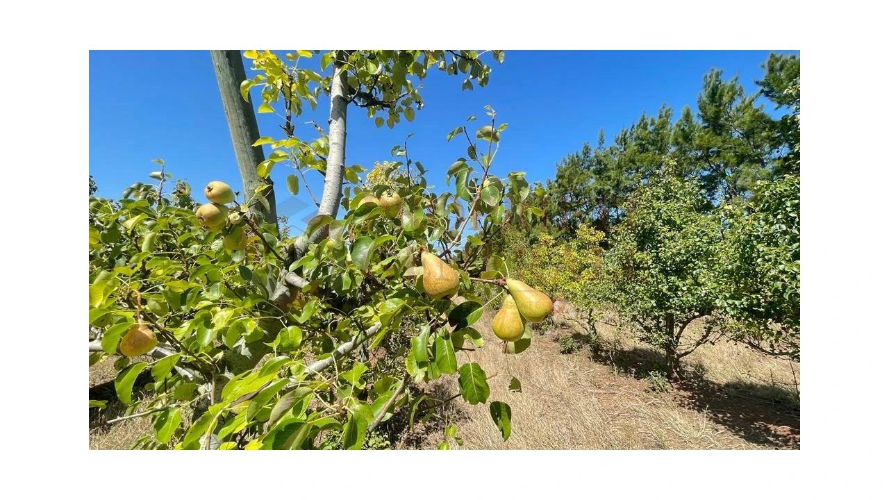 Terreno para Venda em Santa Maria, São Pedro e Sobral da Lagoa Foto 12