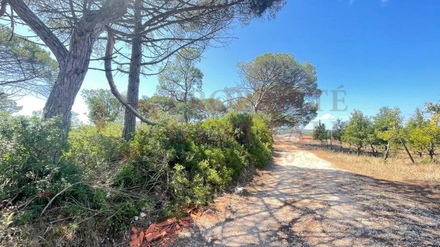 Terreno para Venda em Santa Maria, São Pedro e Sobral da Lagoa Foto 5