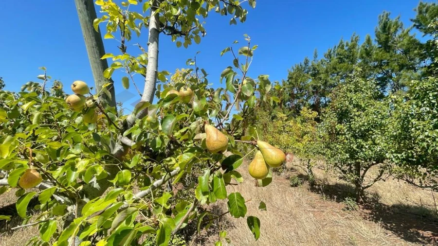 Terreno para Venda em Santa Maria, São Pedro e Sobral da Lagoa Foto 12