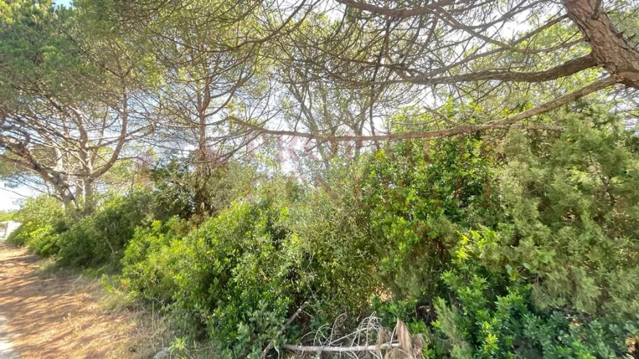 Terreno para Venda em Santa Maria, São Pedro e Sobral da Lagoa Foto 13