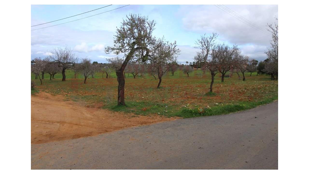 Terreno para Venda em Guia Foto 4