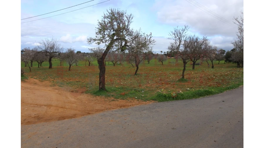 Terreno para Venda em Guia Foto 4