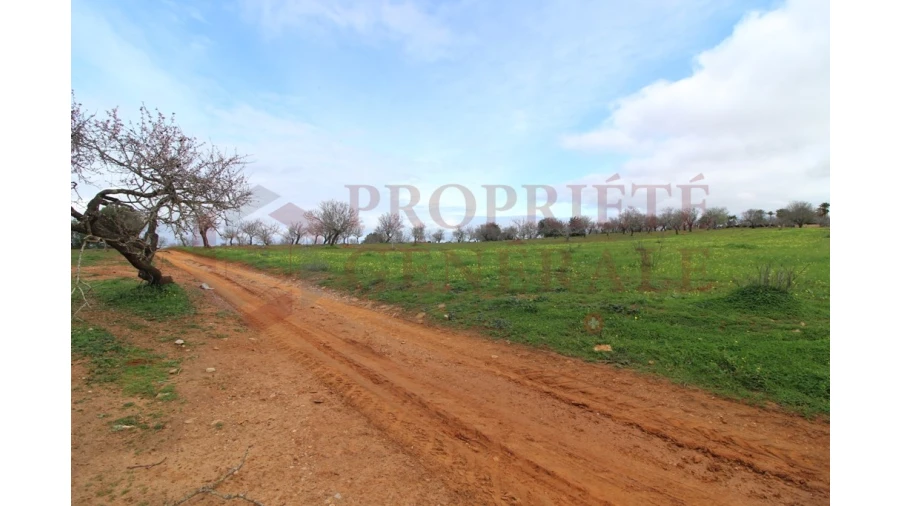 Terreno para Venda em Guia Foto 8