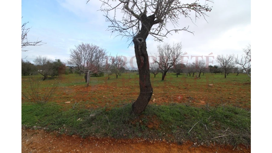 Terreno para Venda em Guia Foto 9