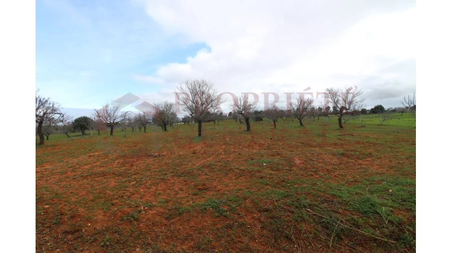 Terreno para Venda em Guia Foto 10