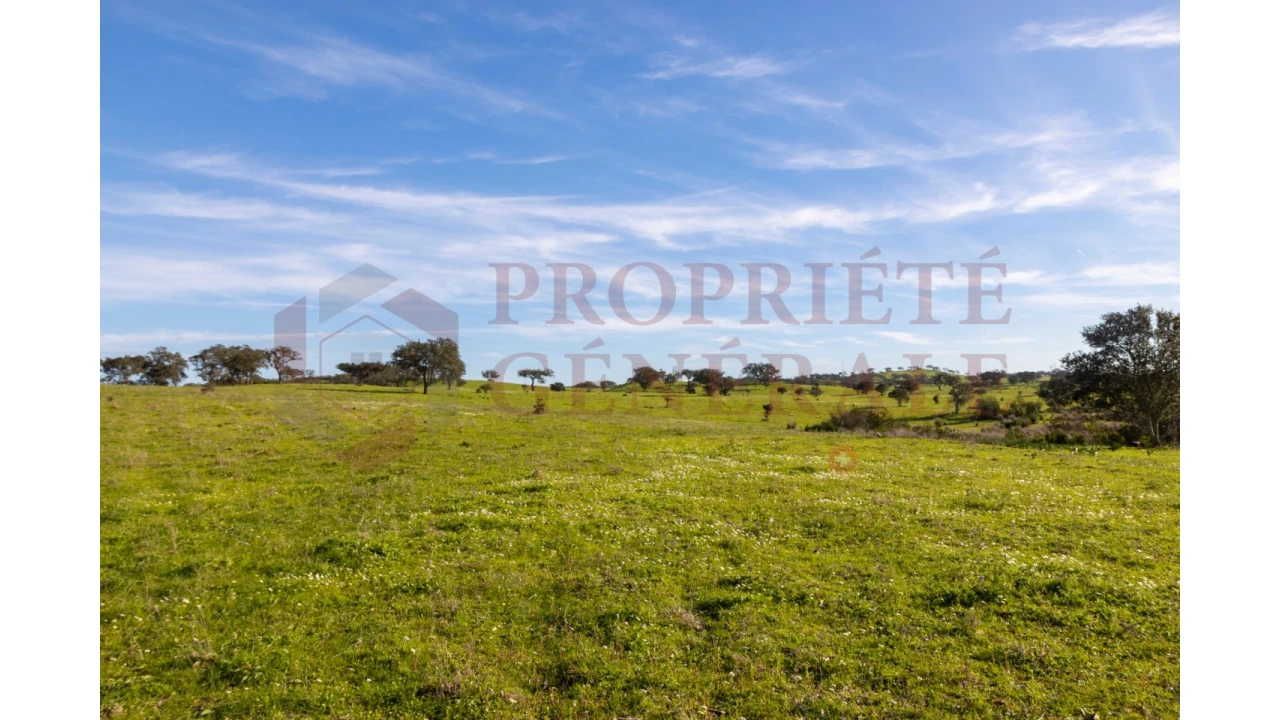 Terreno Agricola ou Rústico para Venda em Ourique Foto 8